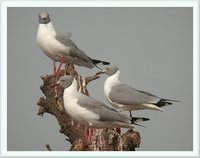 Gray-headed Gull - Larus cirrocephalus