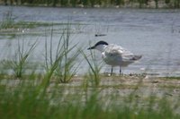 Gull-billed Tern - Sterna nilotica