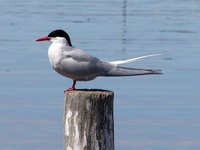 South American Tern - Sterna hirundinacea