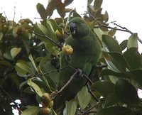 Mauritius Parakeet - Psittacula echo
