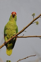 Red-lored Parrot - Amazona autumnalis