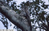 Northern Potoo - Nyctibius jamaicensis