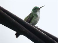 Plain-bellied Emerald - Agyrtria leucogaster