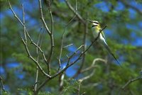 White-throated Bee-eater - Merops albicollis