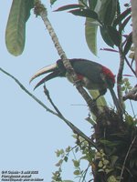 Black-necked Aracari - Pteroglossus aracari