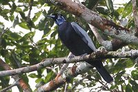Bare-necked Fruitcrow - Gymnoderus foetidus
