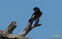 Tree Martin - Petrochelidon nigricans