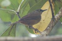 Brown Trembler - Cinclocerthia ruficauda