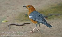 Orange-headed Thrush - Zoothera citrina