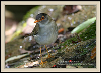 Black-headed Nightingale-Thrush - Catharus mexicanus