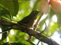 Bare-eyed Thrush - Turdus nudigenis