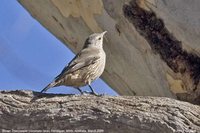 Brown Treecreeper - Climacteris picumnus