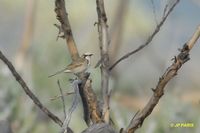 Tawny-crowned Honeyeater - Phylidonyris melanops