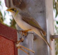 Yellow-throated Miner - Manorina flavigula