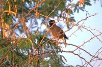 Bank Myna - Acridotheres ginginianus