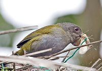 Dusky Bush-Tanager - Chlorospingus semifuscus