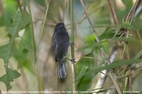 Sooty Grassquit - Tiaris fuliginosa