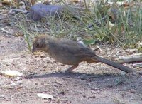 Canyon Towhee - Pipilo fuscus