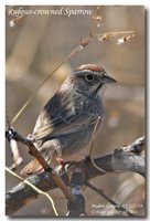 Rufous-crowned Sparrow - Aimophila ruficeps
