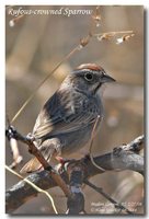 Rufous-crowned Sparrow - Aimophila ruficeps