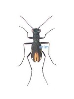 깔따구길앞잡이 - Cylindera gracilis