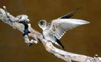 Northern Rough-winged Swallow