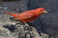 Summer Tanager (male)