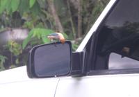 Burnished-buff Tanager