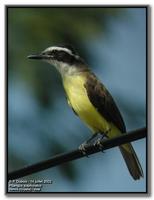 Great Kiskadee