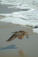 Whimbrel