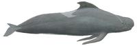Gewöhnlicher Grindwal (Globicephala melas), Long-finned pilot whale