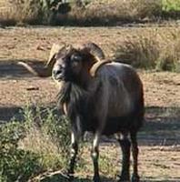 corsican-hybrid