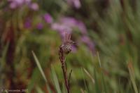 Karoo Prinia (Prinia maculosa), Harold Porter Botanical Gardens, Betty's Bay, South Africa.