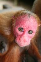 Red faced Uakari monkey (Cacajao calvus ) also known as the Bald Uakari.