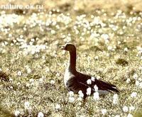 Lesser               white-fronted goose, Anser erythropus