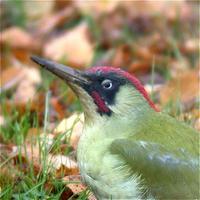 Green Woodpecker (Picus viridis)