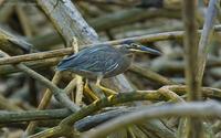 Little-Heron