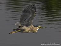 Little Heron