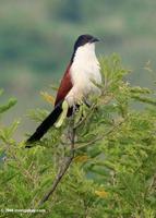 Blue-headed coucal, Centropus monachus