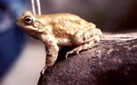 : Bufo olivaceus; Olive Toad