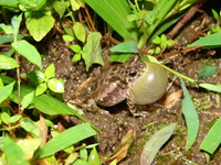 : Bufo scaber; Ferguson's Toad