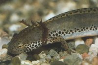 : Mesotriton alpestris apuanus; Apennine Alpine Newt