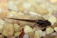 : Pseudacris ornata; Ornate Chorus Frog