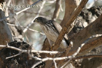 : Accipiter cooperii; Cooper's Hawk