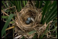 : Agelaius phoeniceus; Red-winged Blackbird