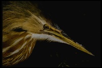 : Botaurus lentiginosus; American Bittern