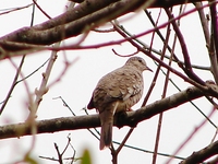 : Columbina squammata; Rolinha-cascav