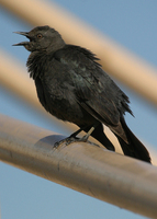 : Molothrus ater; Brown-headed Cowbird