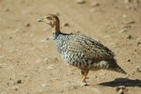 : Peliperdix coqui; Coqui Francolin