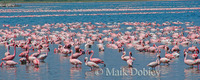 : Phoenicopterus ruber roseus; Greater Flamingo